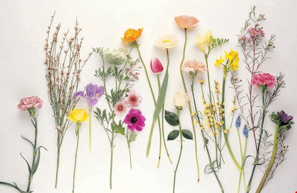 Alles over bloemen en hun betekenis Alles over bloemen en hun betekenis